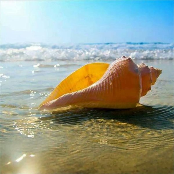 Моллюски желтого моря