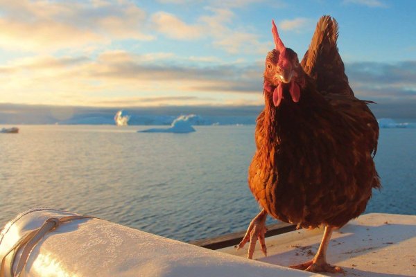 Курица в воде