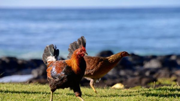 Куры на Гавайях