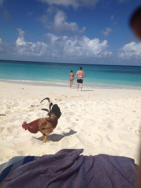 Курица на море