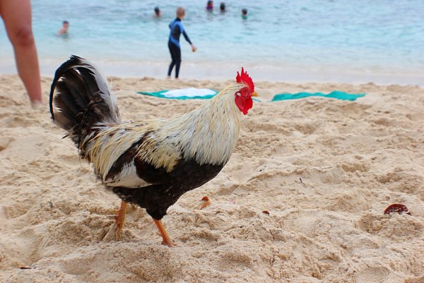 Петух плавает