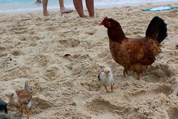 Курочка на пляже