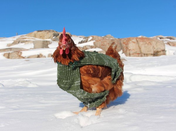 Смешная курица