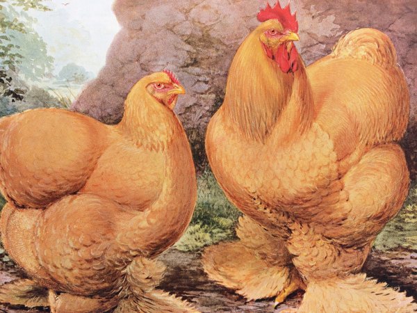 Курица с петухом и яйцы