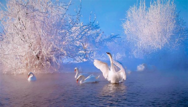 Лебеди зимой