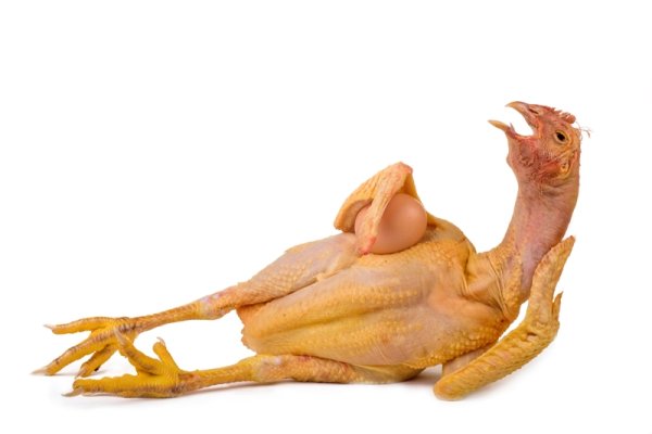 Курица позирует