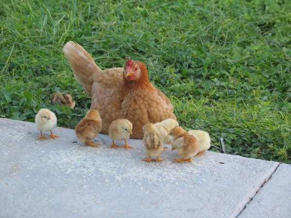 Смешной цыпленок