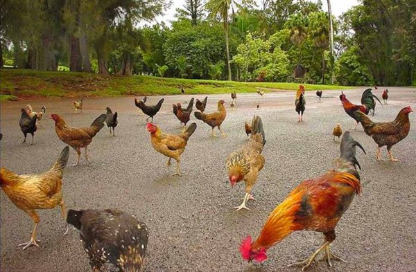 Остров Кауаи петухи