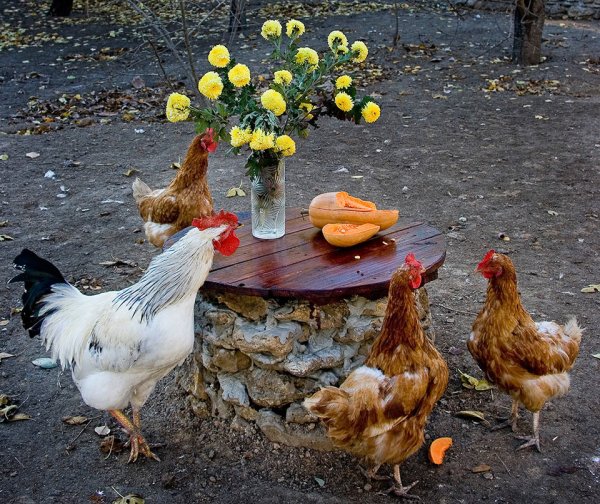 Куры осенью