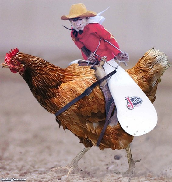 Смешная курица