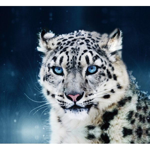 Снежный Барс с голубыми глазами