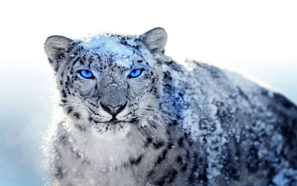 Снежный Барс с голубыми глазами