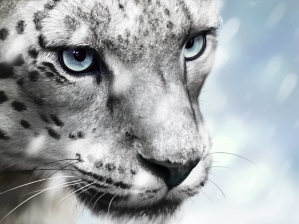 Ирбис на аватарку