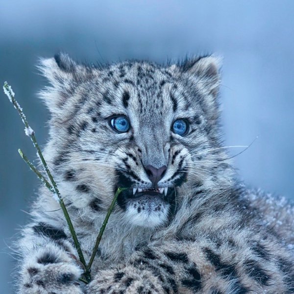 Снежный Барс Ирбис