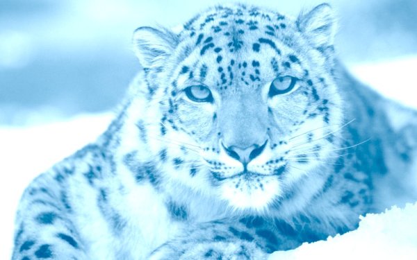 Холодное королевство снежного Барса 2020