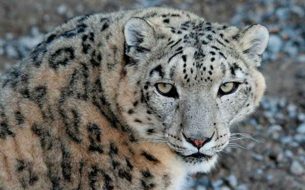 Путоранский снежный Барс