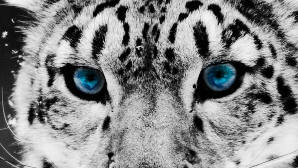 Снежный Барс с голубыми глазами