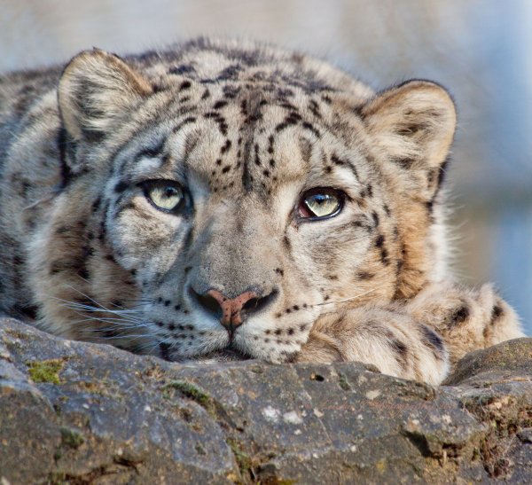 Факты о Снежном Барсе