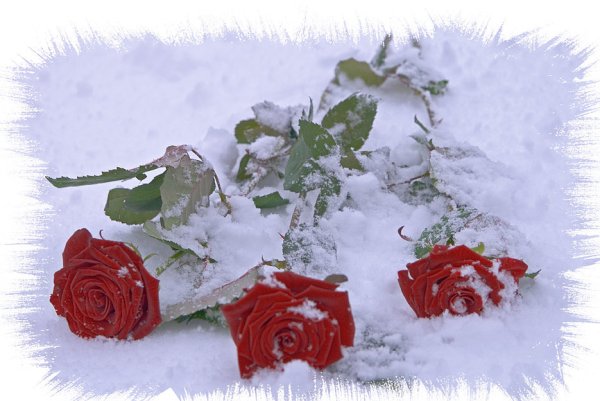 Для девушки или женщины приятные открытки с розами