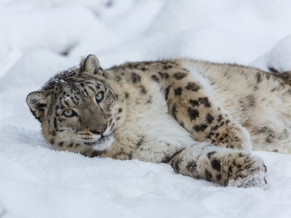 Снежный Барс Красноярск