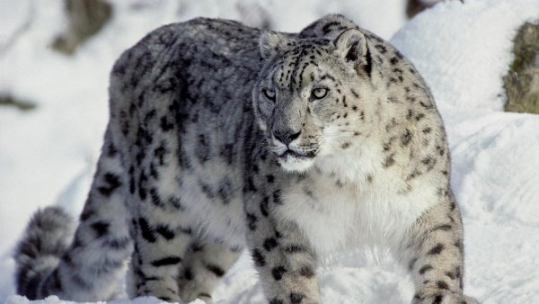 Снежный Барс Ирбис