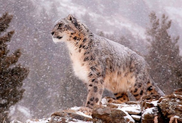 Снежный Барс Архыз