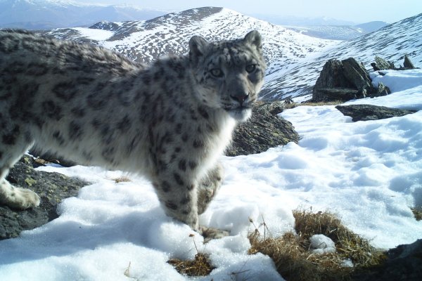 Снежный Барс Тянь Шань