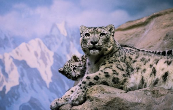 Илбирс снежный Барс