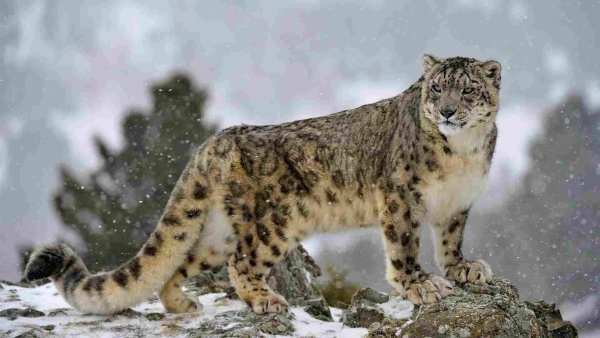 - Снежный Барс (Panthera uncia