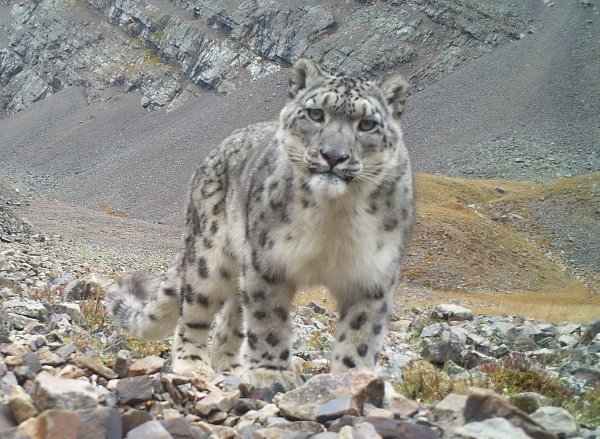 Убсунурская котловина снежный Барс