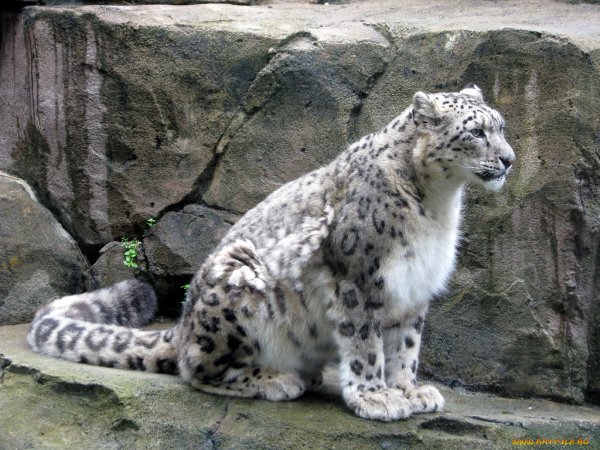 Ильменский заповедник снежный Барс