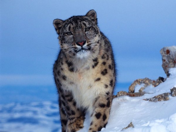 Ирбис животное