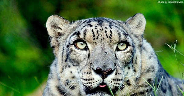 Ирбис эндемик