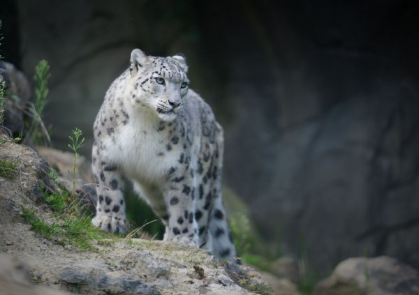 Катунский заповедник снежный Барс