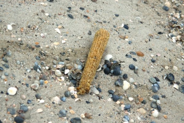 Кукуруза на пляже