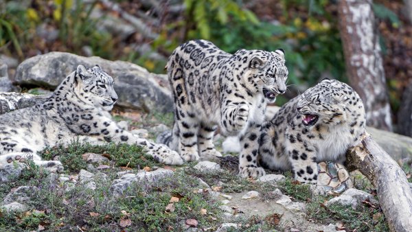 Снежный Барс Тянь Шань