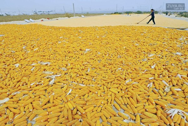 Кукурузные поля в США