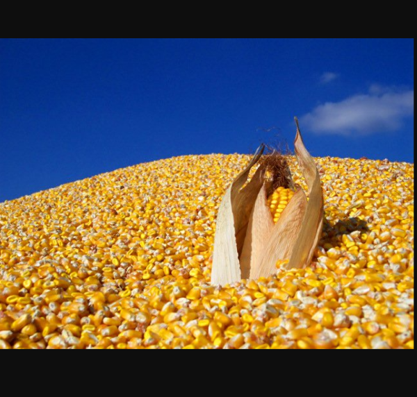 Implied volatility Corn