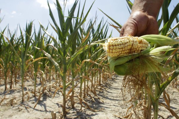 Кукуруза засуха