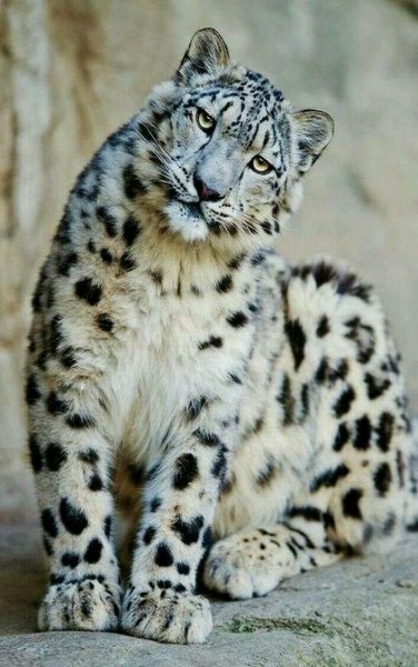 Снежный Барс Ирбис