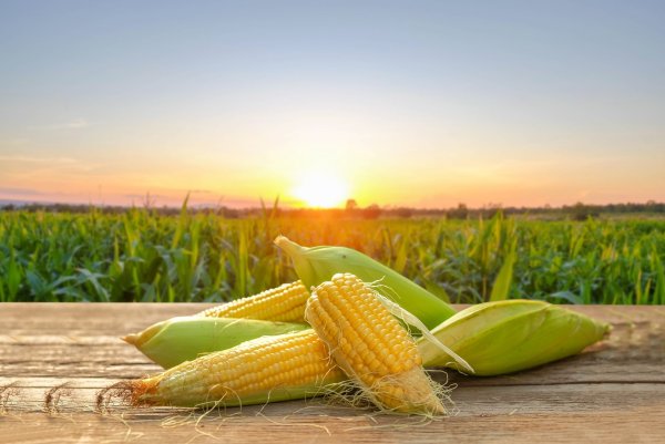 Картинки с кукурузой доброе утро август