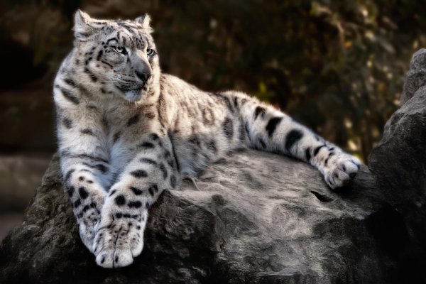 Снежный Барс uncia uncia