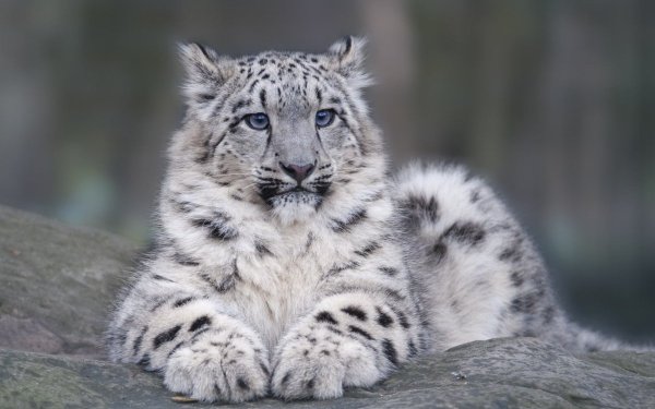 Снежный Барс Бурятия