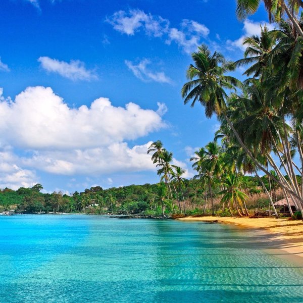 Море пальмы