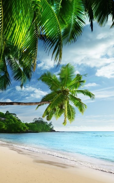Берег с пальмами