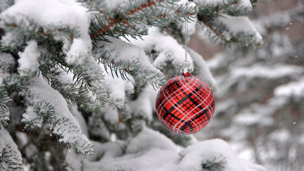 Зимняя ветка