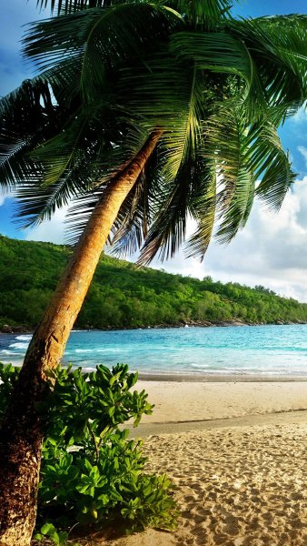 Море пляж пальмы