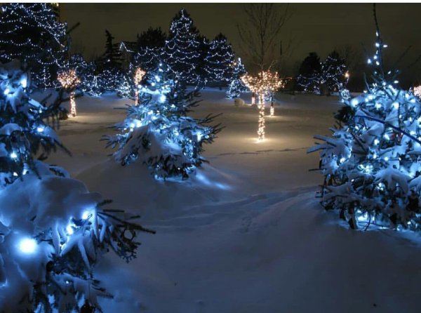 В новогоднем лесу