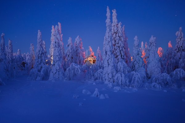 Зимний лес вечером