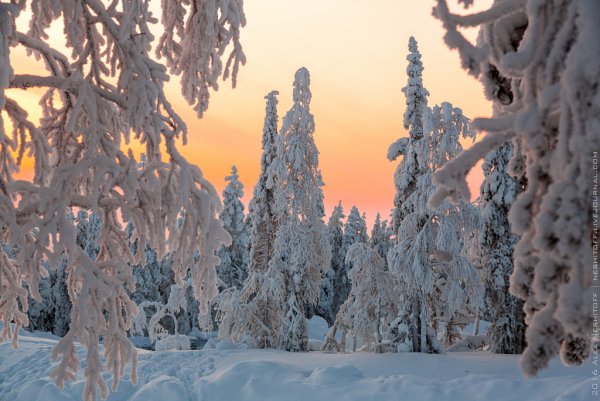 Лапландский лес зимой